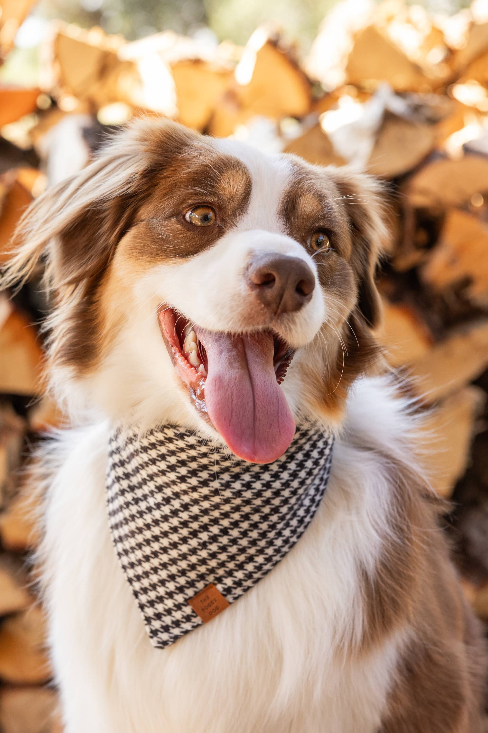 Dog with a checkered bandana standing in front of stacked firewood