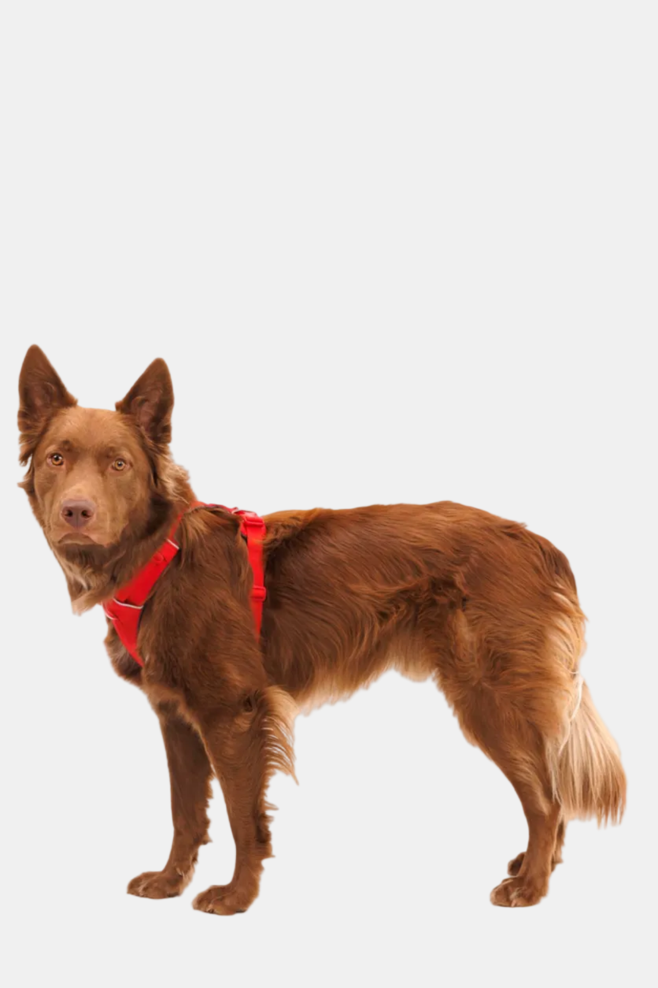 Brown dog wearing a red harness on a white background