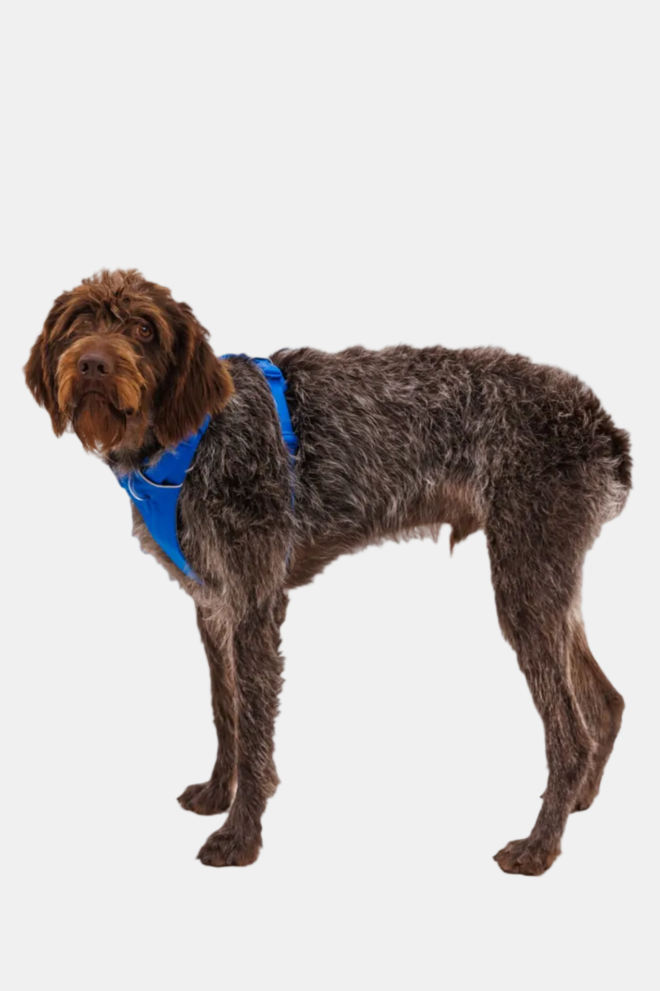 Dog wearing a blue harness on a white background