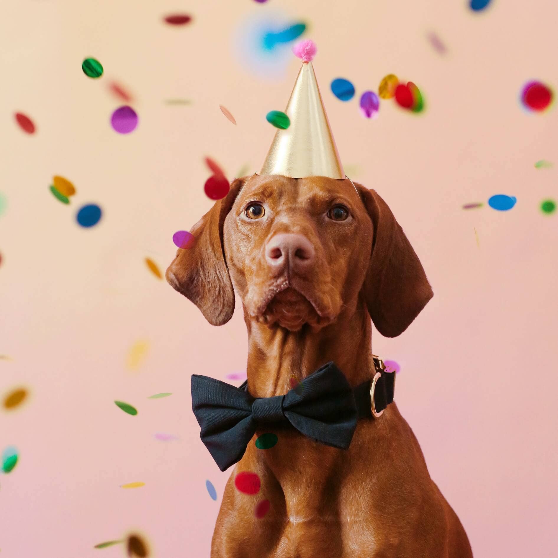 Dog wearing a party hat and bow tie with confetti in the background