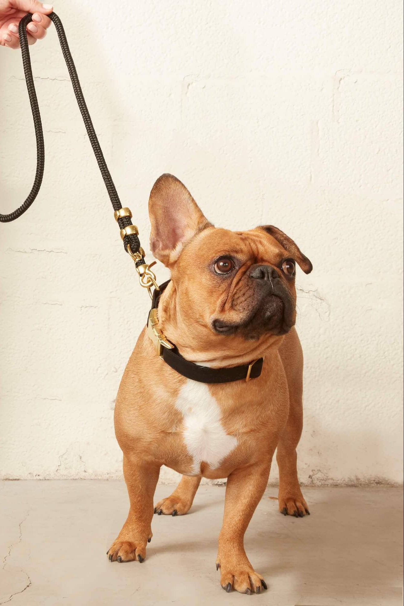 Dog on a leash held by a person against a plain background