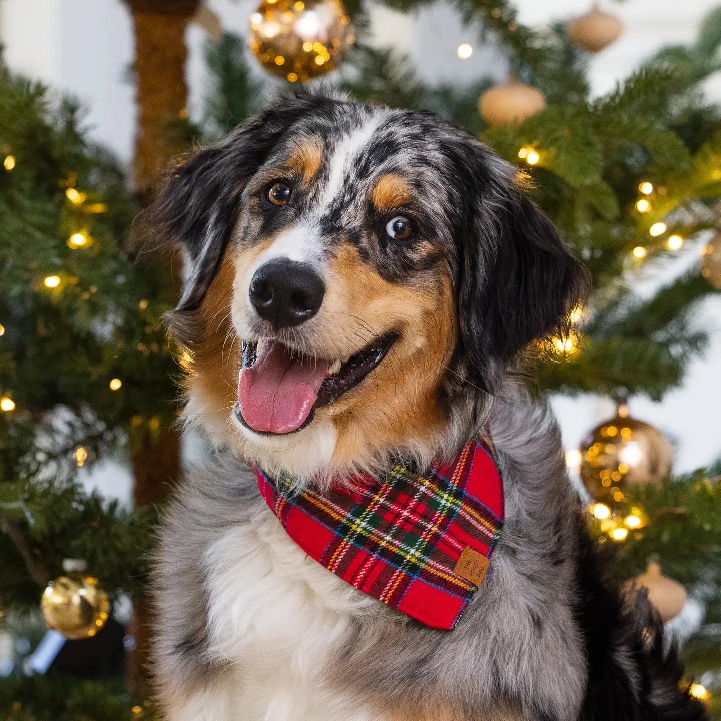 Dog wearing a red plaid bandana in front of a decorated Christmas tree.